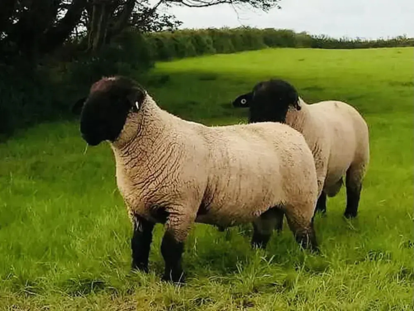 The Snuggly Sheep Shepherd Hut Campview Farm Stay
