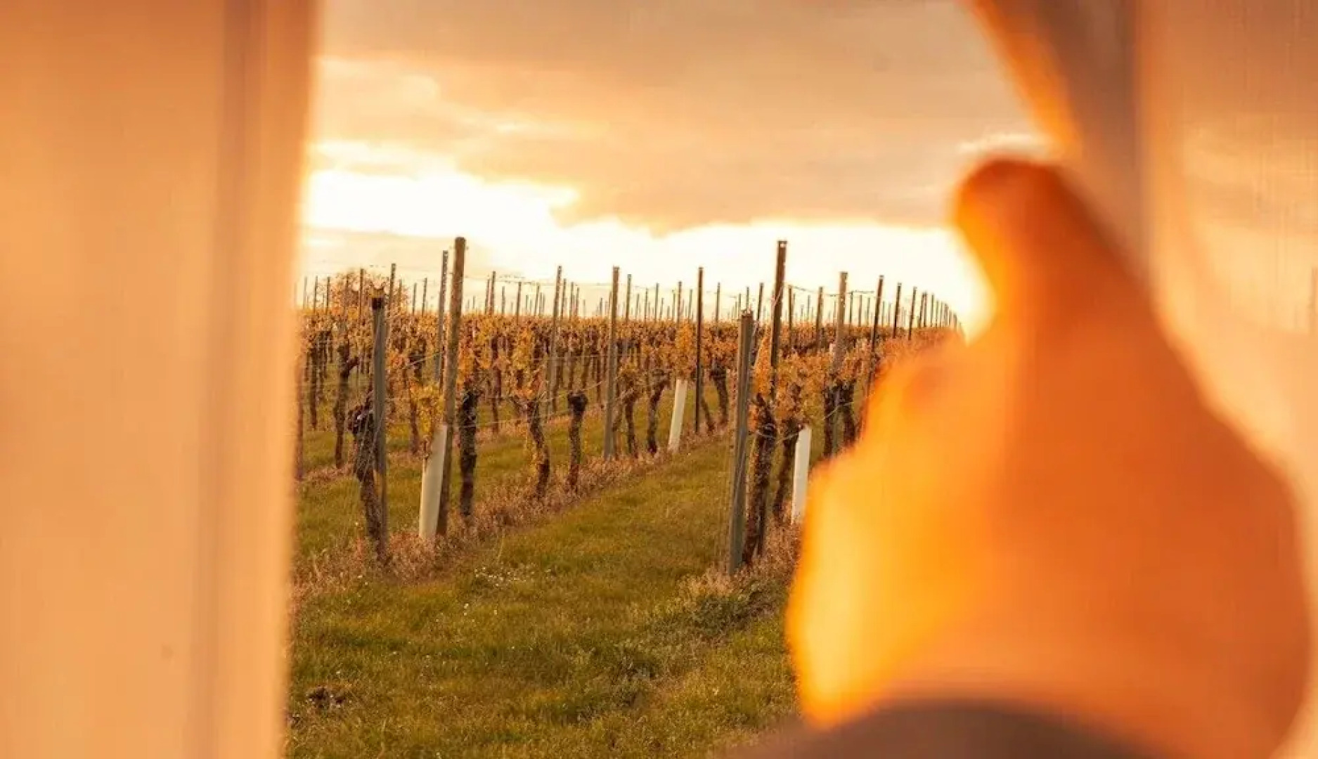 Romantik zwischen Weinreben - Cube