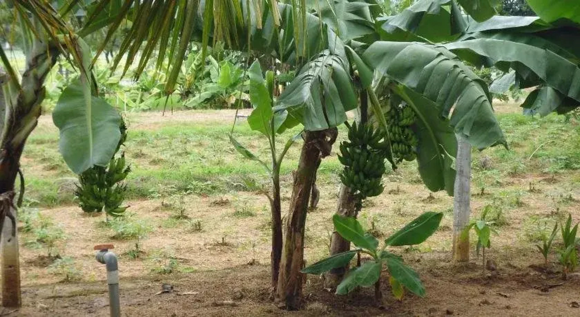 Nature Inn Guest House And Restaurant