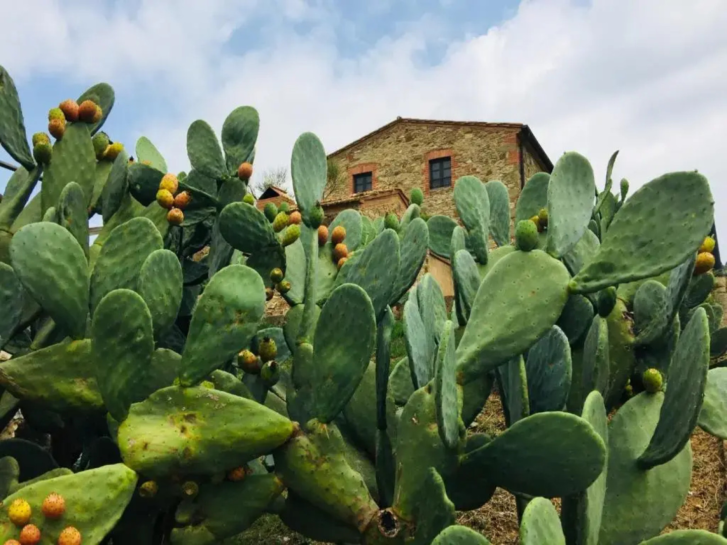 Casetta tre poderi appartamento Cactus