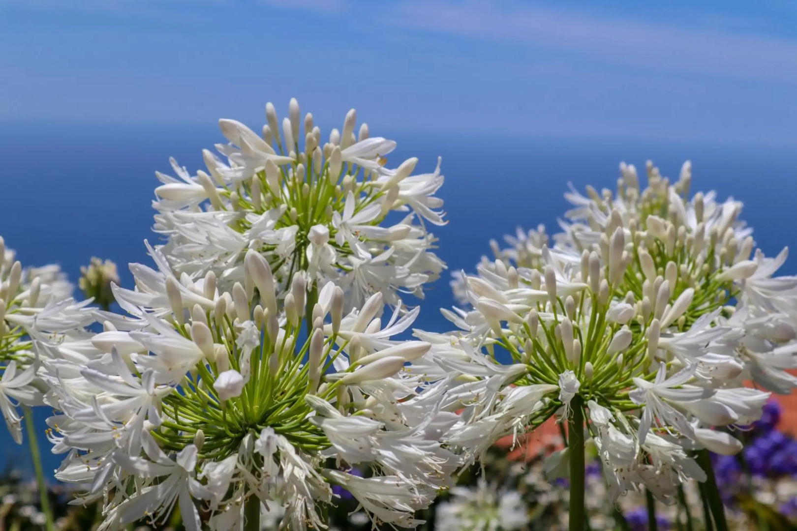 Casas Tipicas Candelaria Tabua