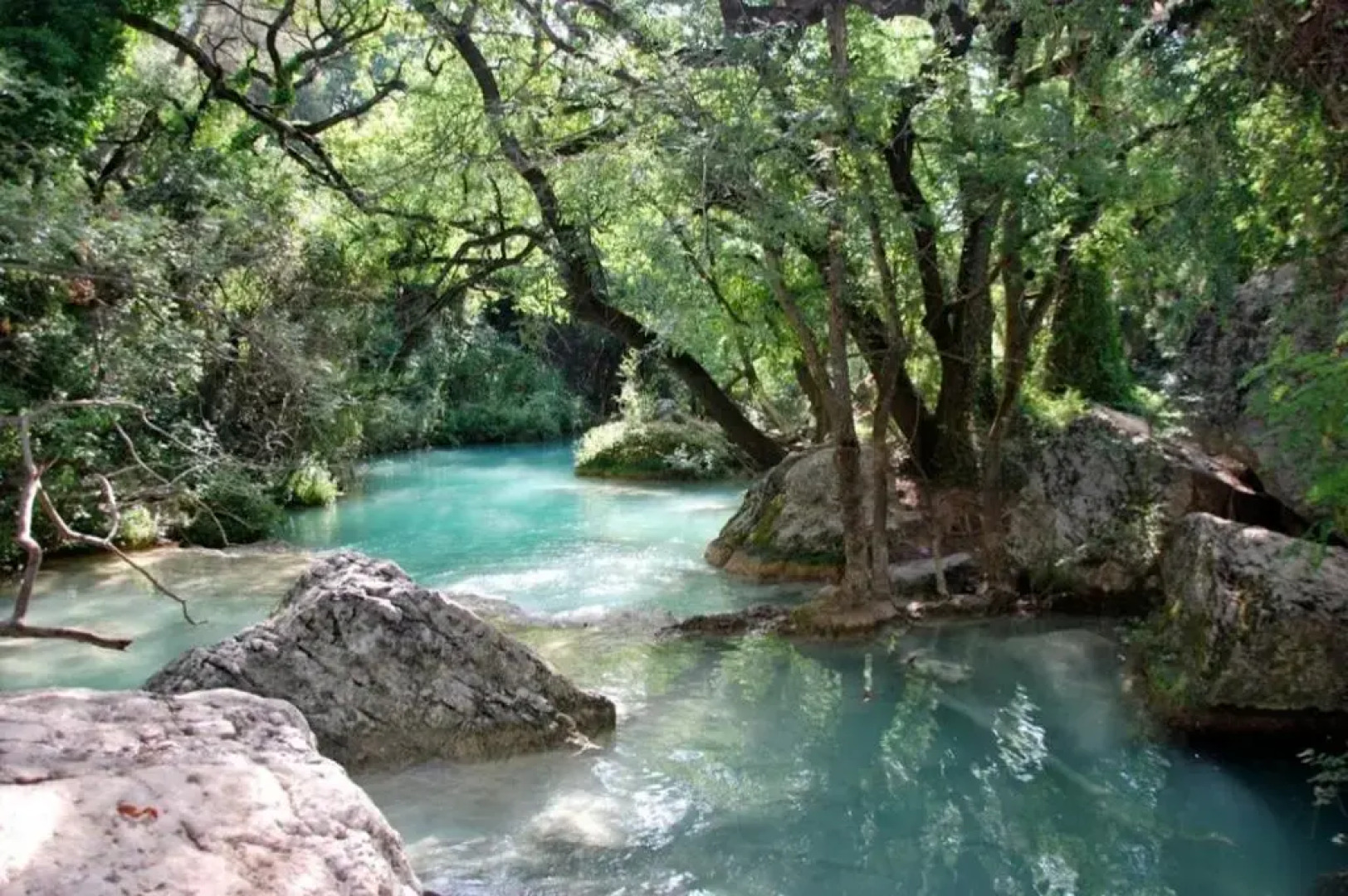 la Mésange Bleue du VERDON