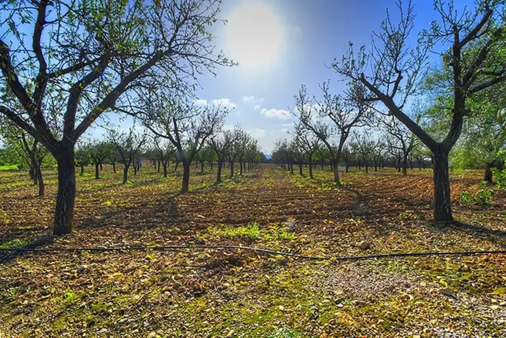 106038 - Villa in Santa María del Camí