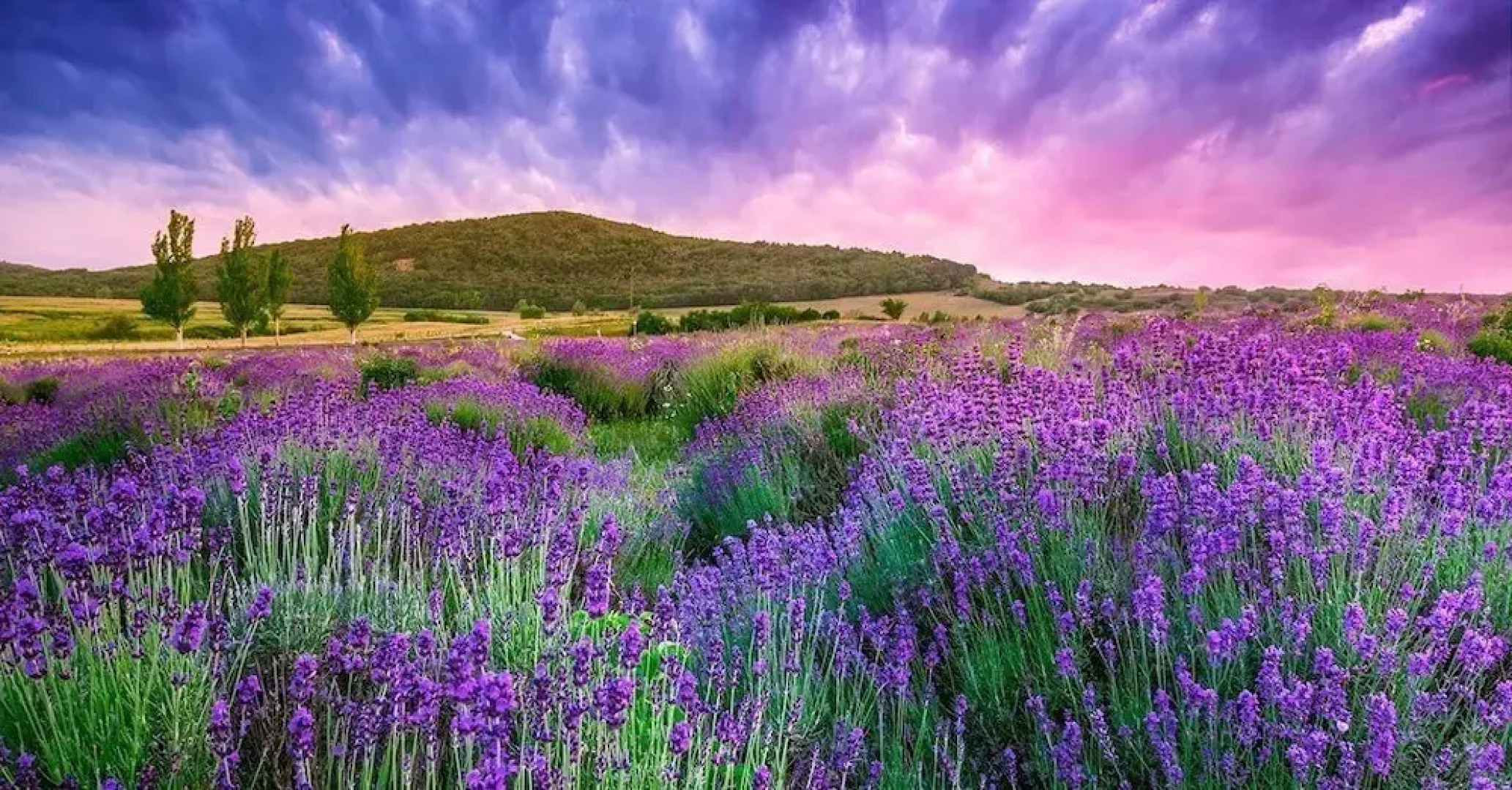 Z8 Prémium Apartman