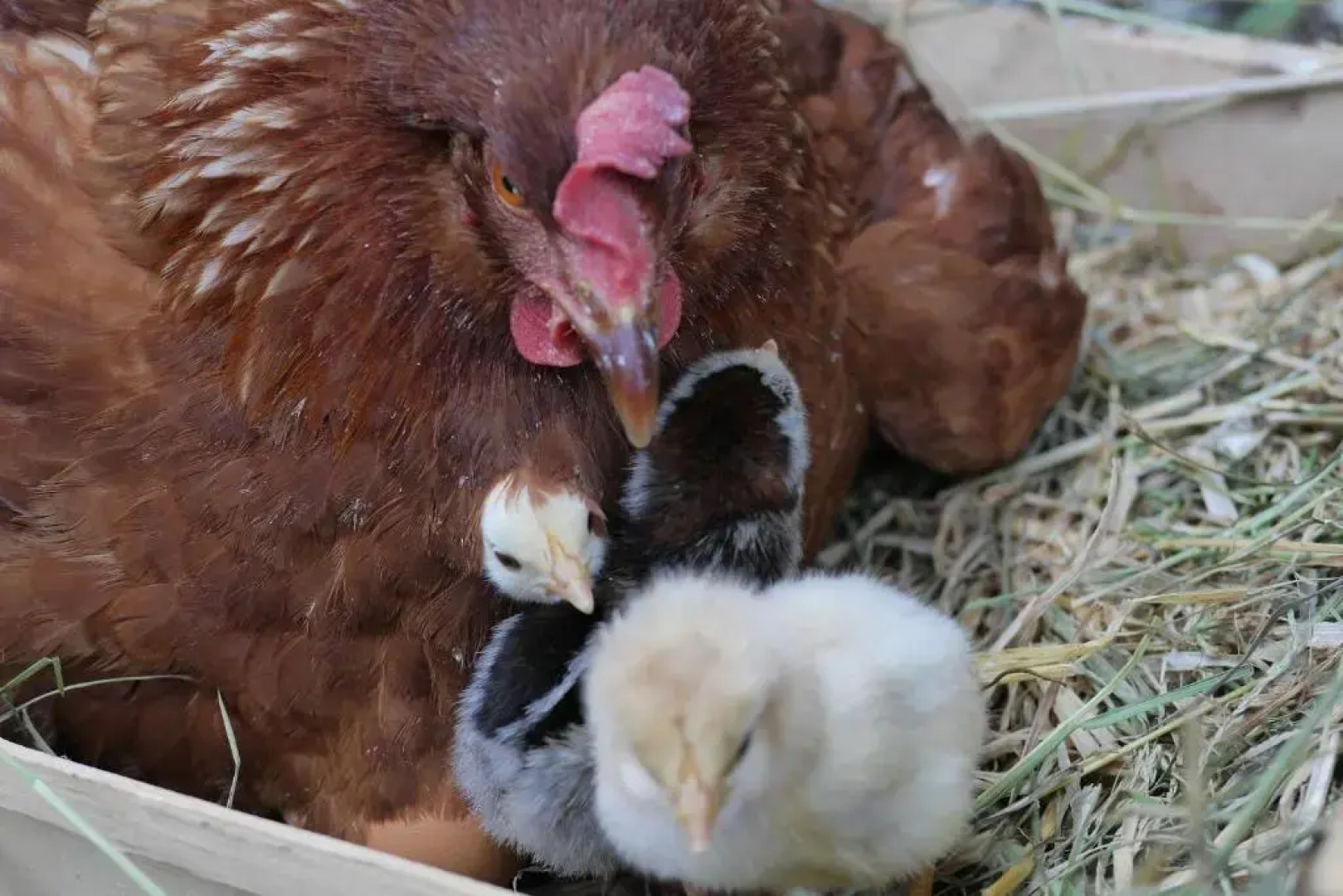 Ferienwohnung Unterkofler