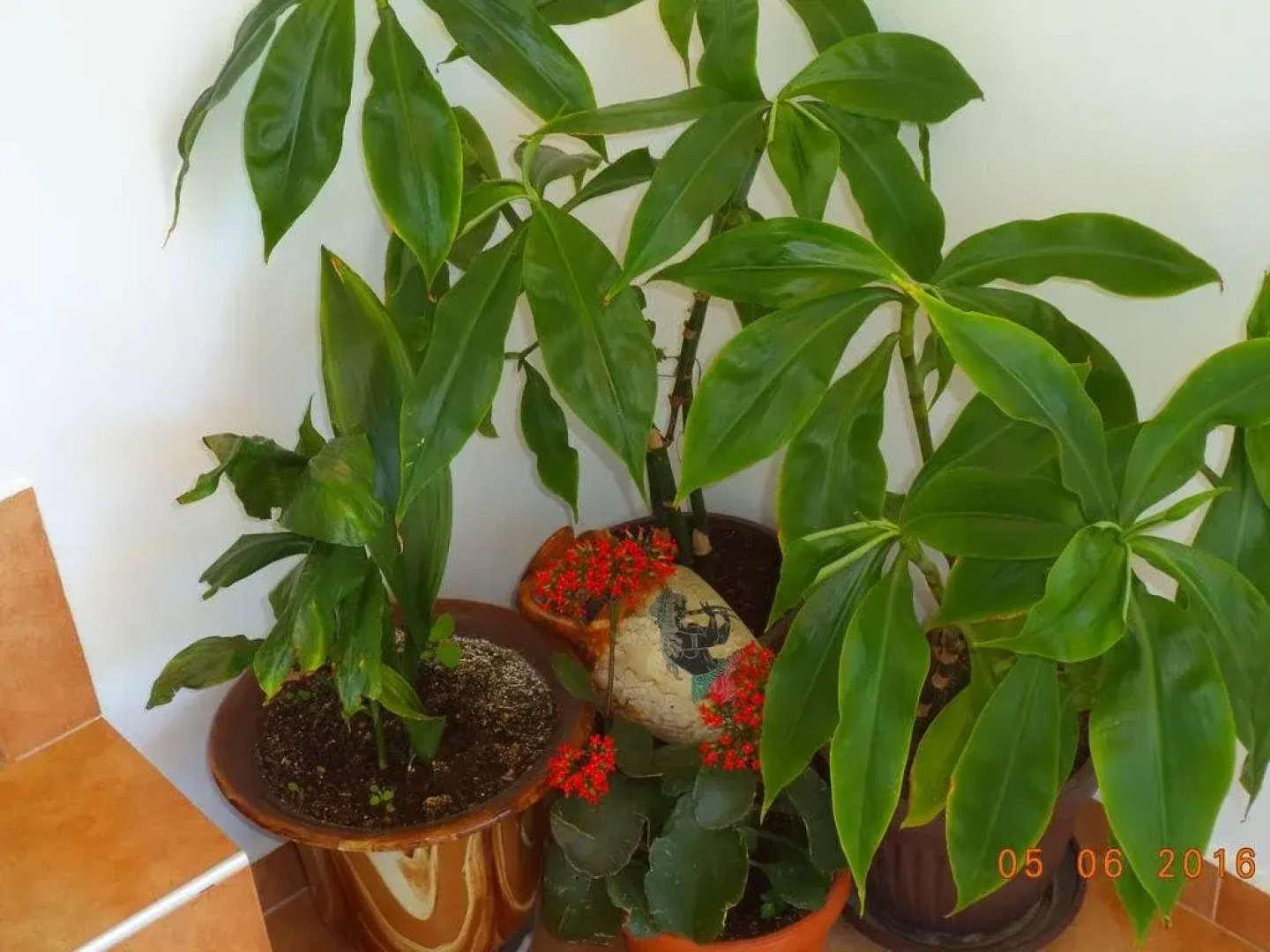 Sveti Georgi Guest House