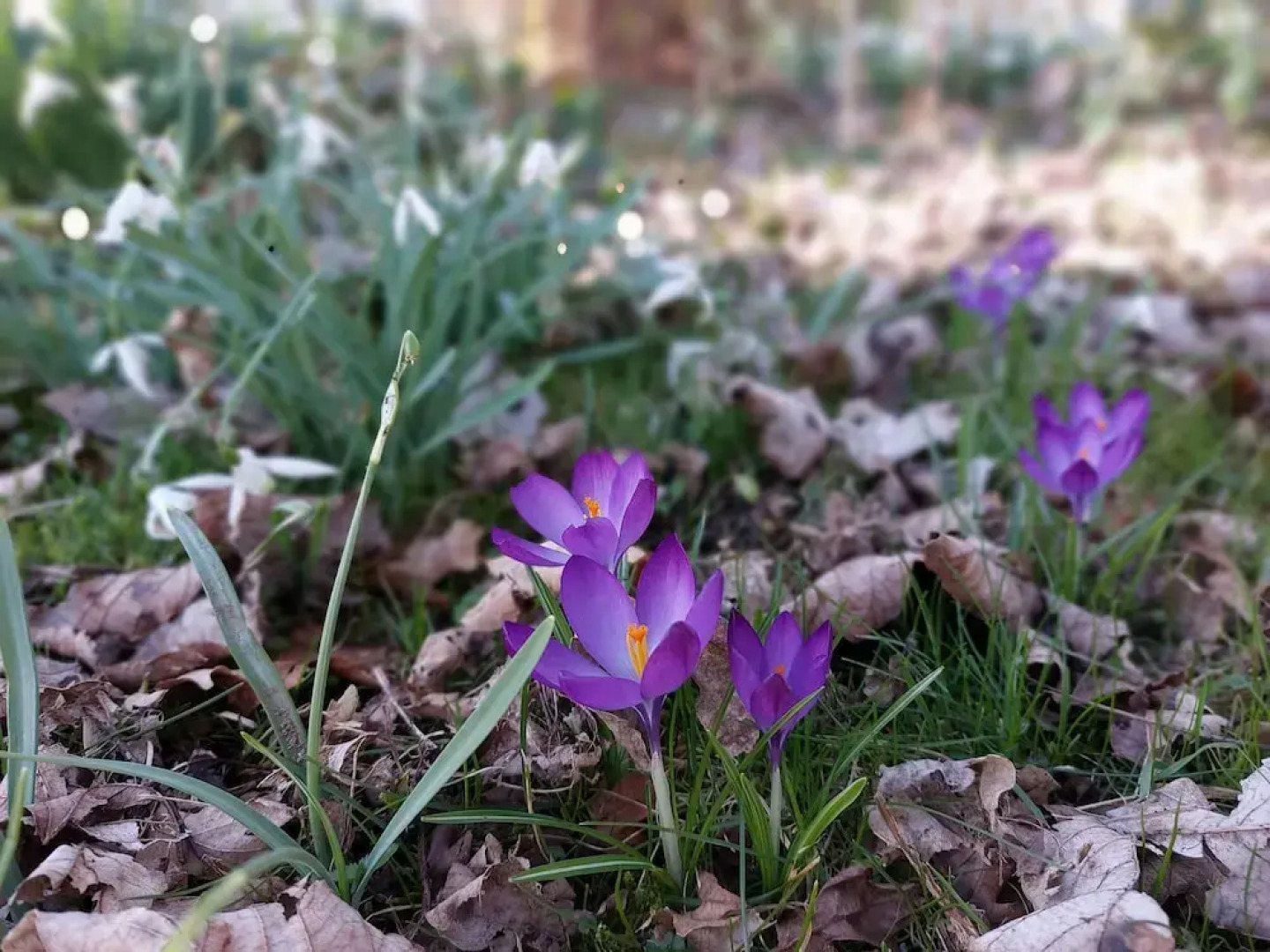 The Coach House, Canonbie
