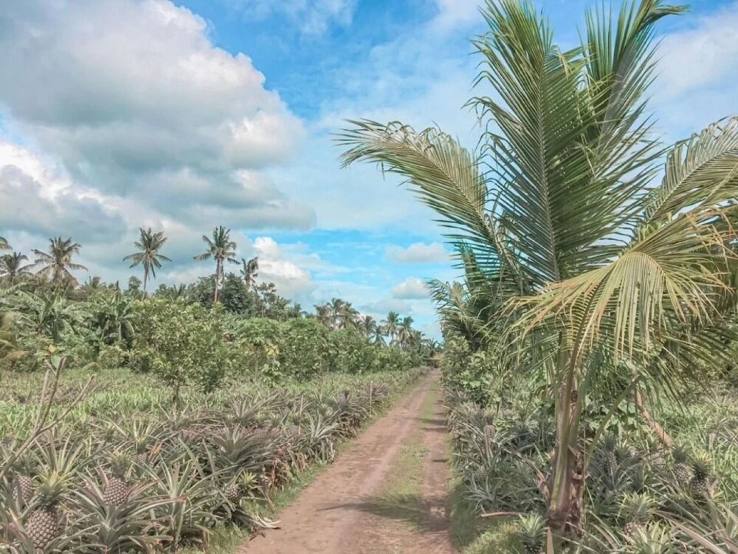 Angela's Resort and Leisure Farm - Hostel