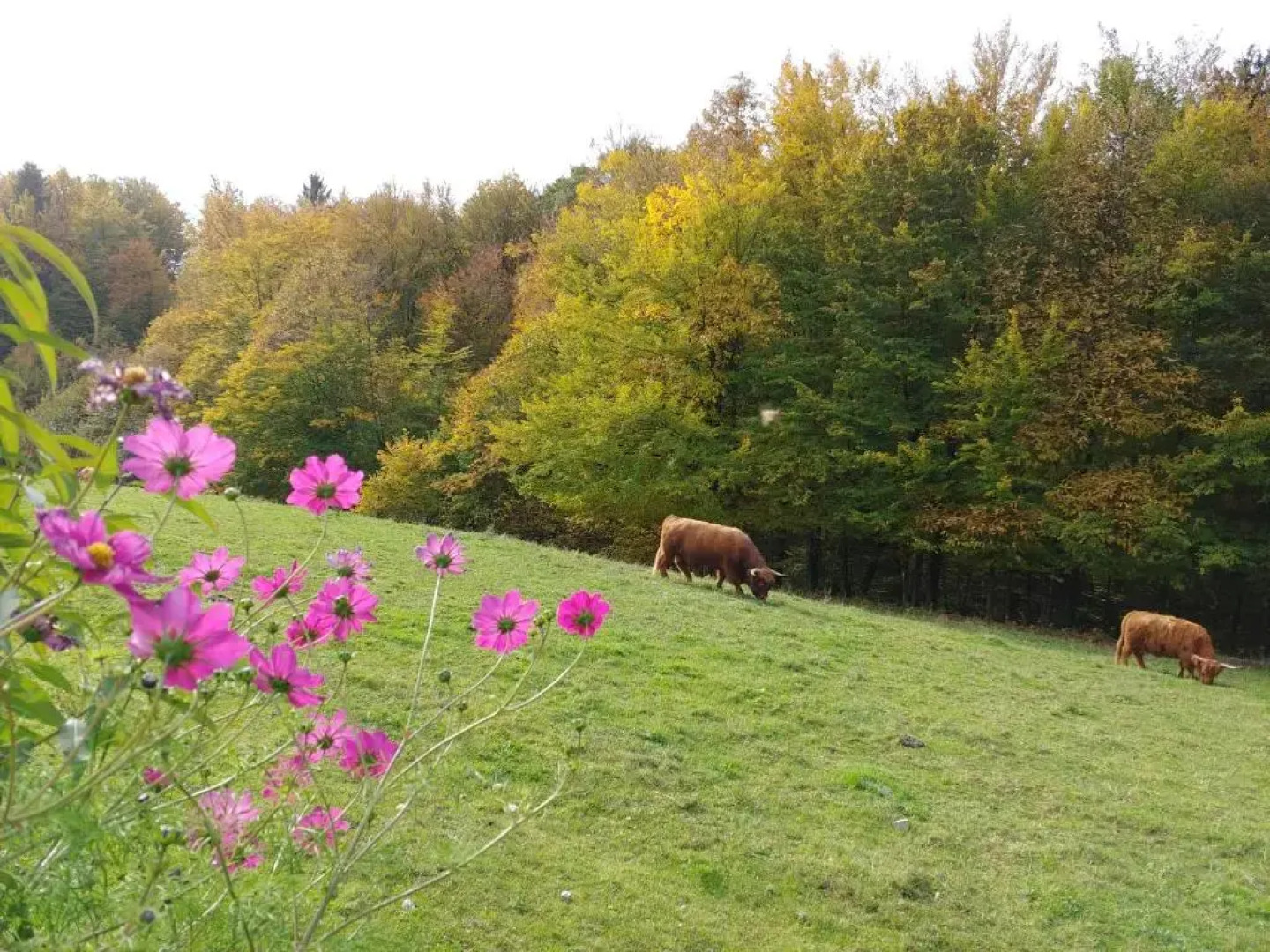 Glamping - Hayrack Vesel