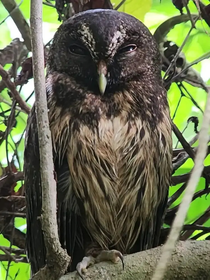Ventanas en Corcovado