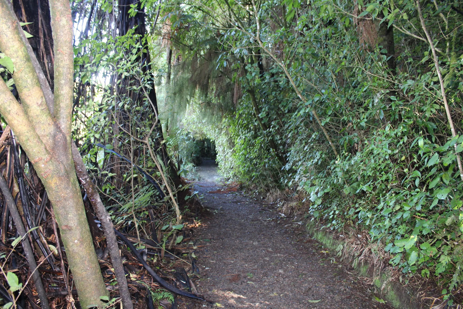 Waitomo Caves Guest Lodge