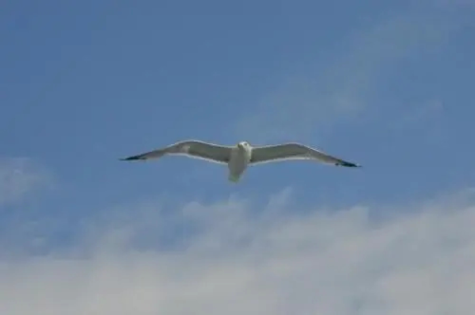 Apartments Marinović