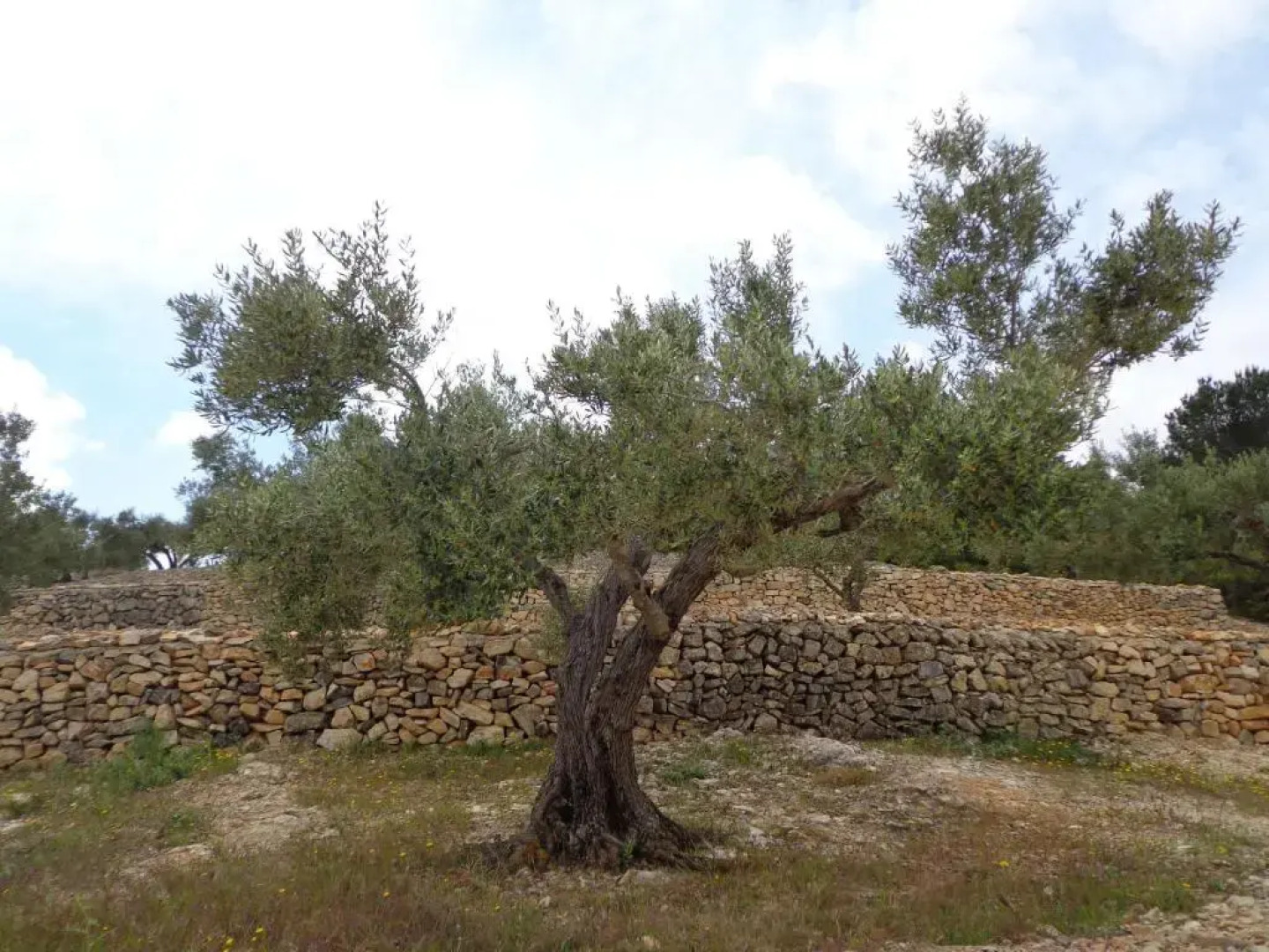 Apartamento Tramuntana