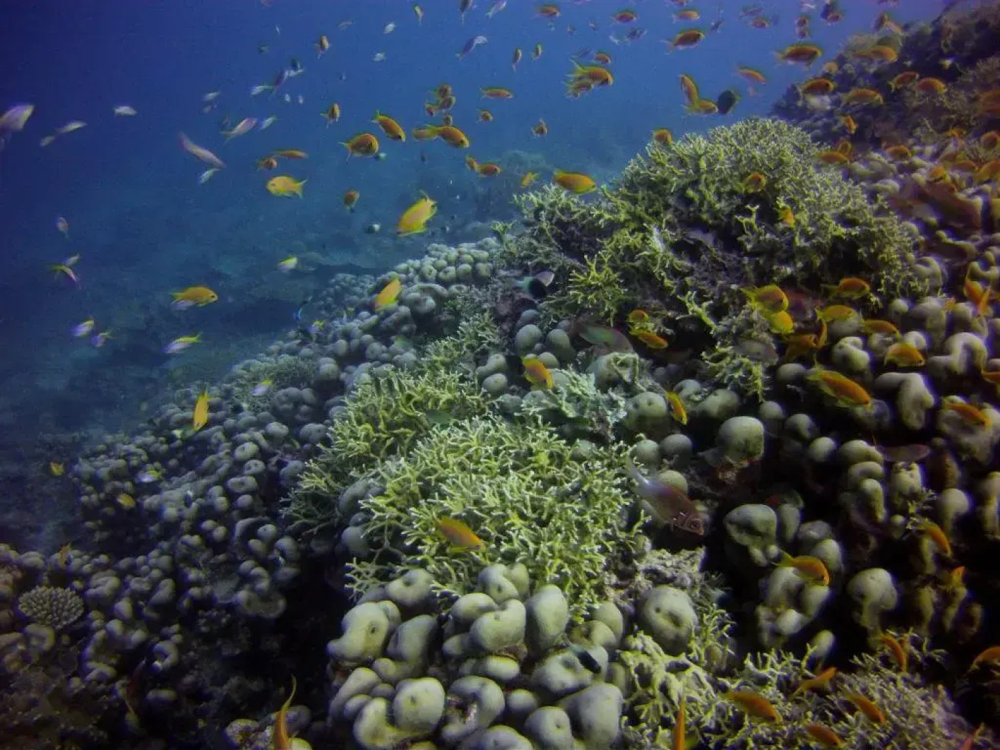 Big Blu Mafia Island Diving Resort