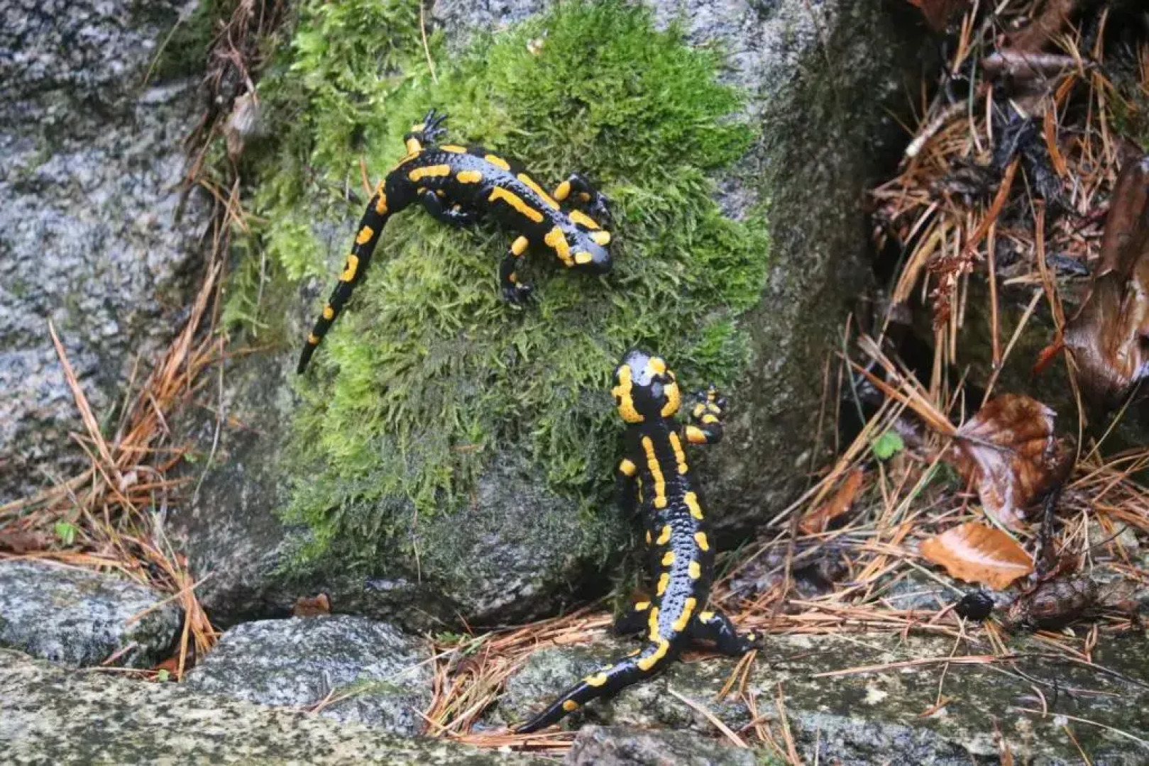 "Ferienwohnung Am Tharandter Wald"