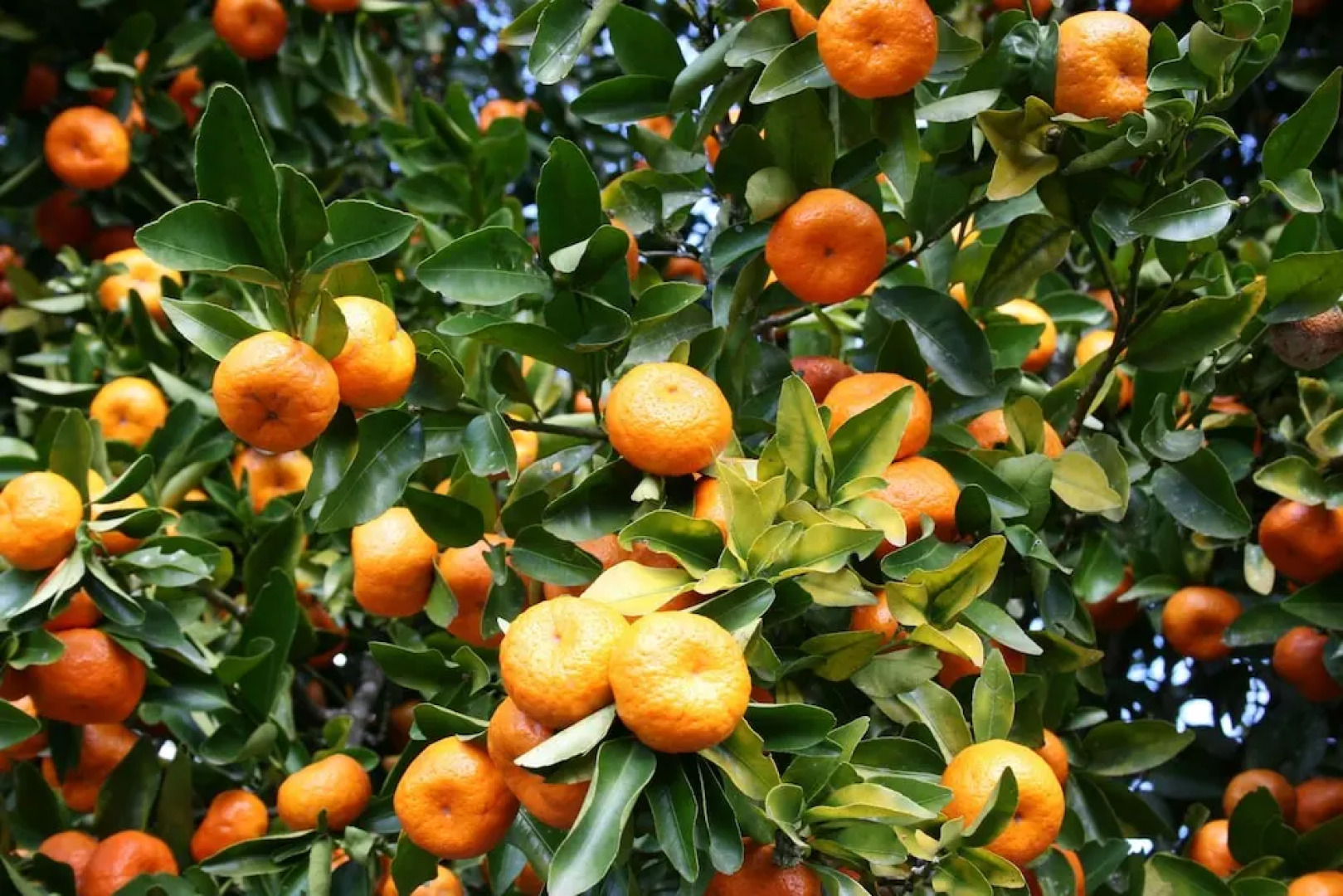 Pomegranate Cottage 1 Double Bedroom With Spectacular Mountain Sea View