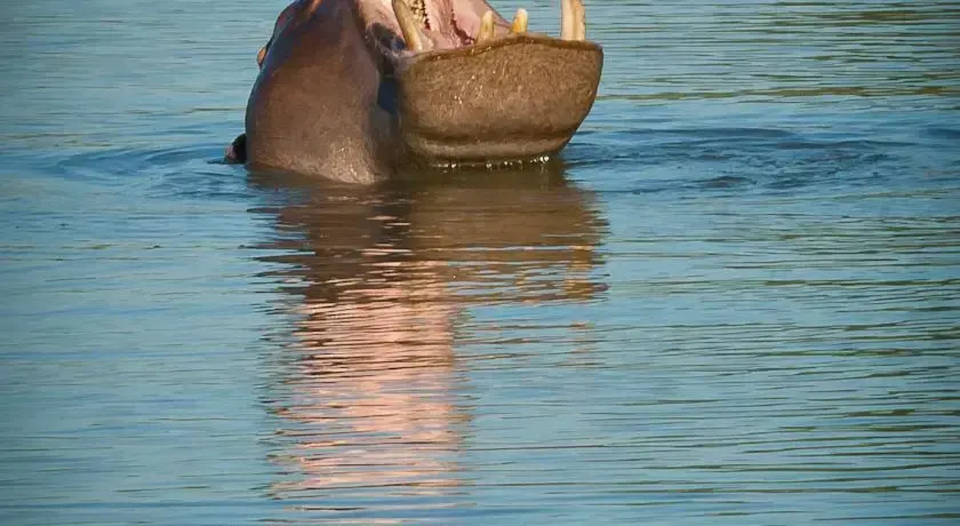 Leopardsong Game Lodge