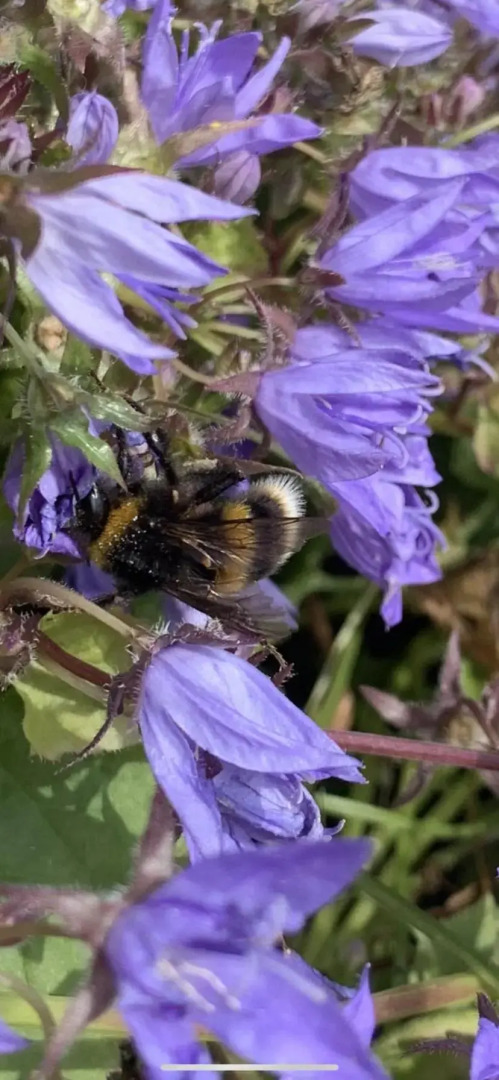 Rose Cottage Trevarren Saint Columb Cornwall TR96PJ