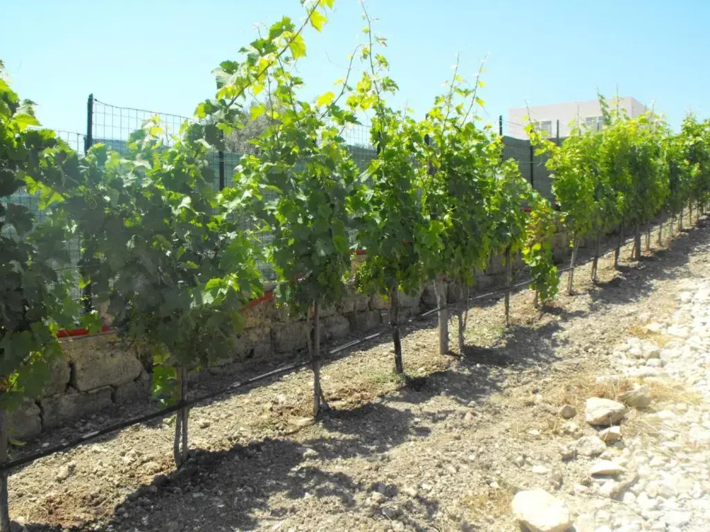 Agriturismo Eloro Pizzuta