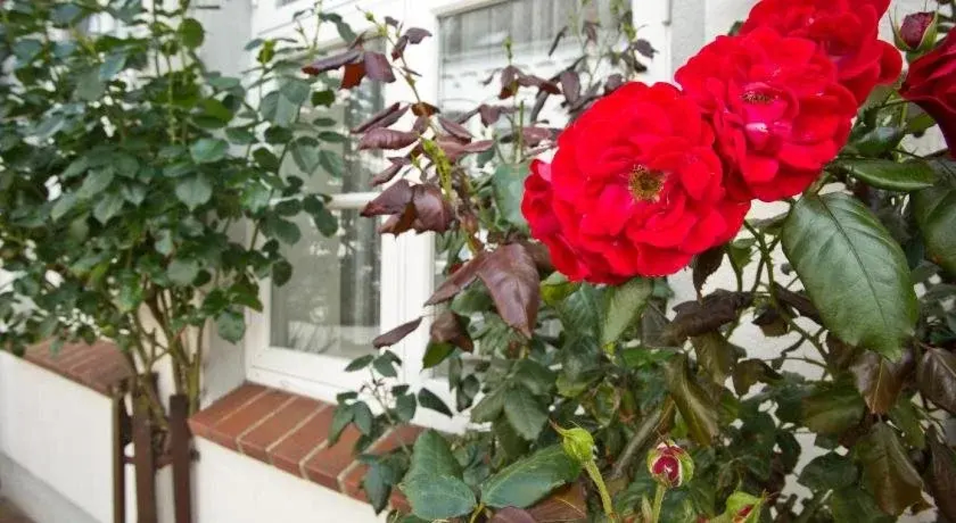 Ferienwohnungen Zum Goldenen Anker