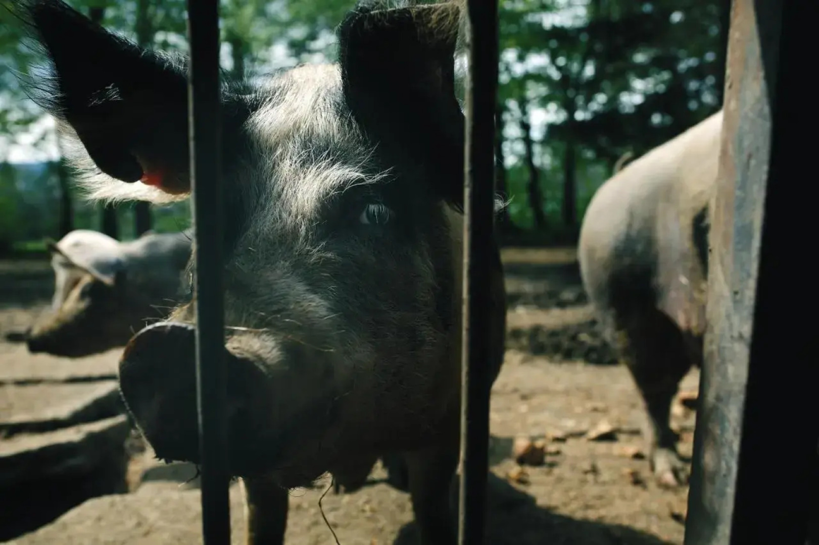 Eko - Farma Orlí vrch