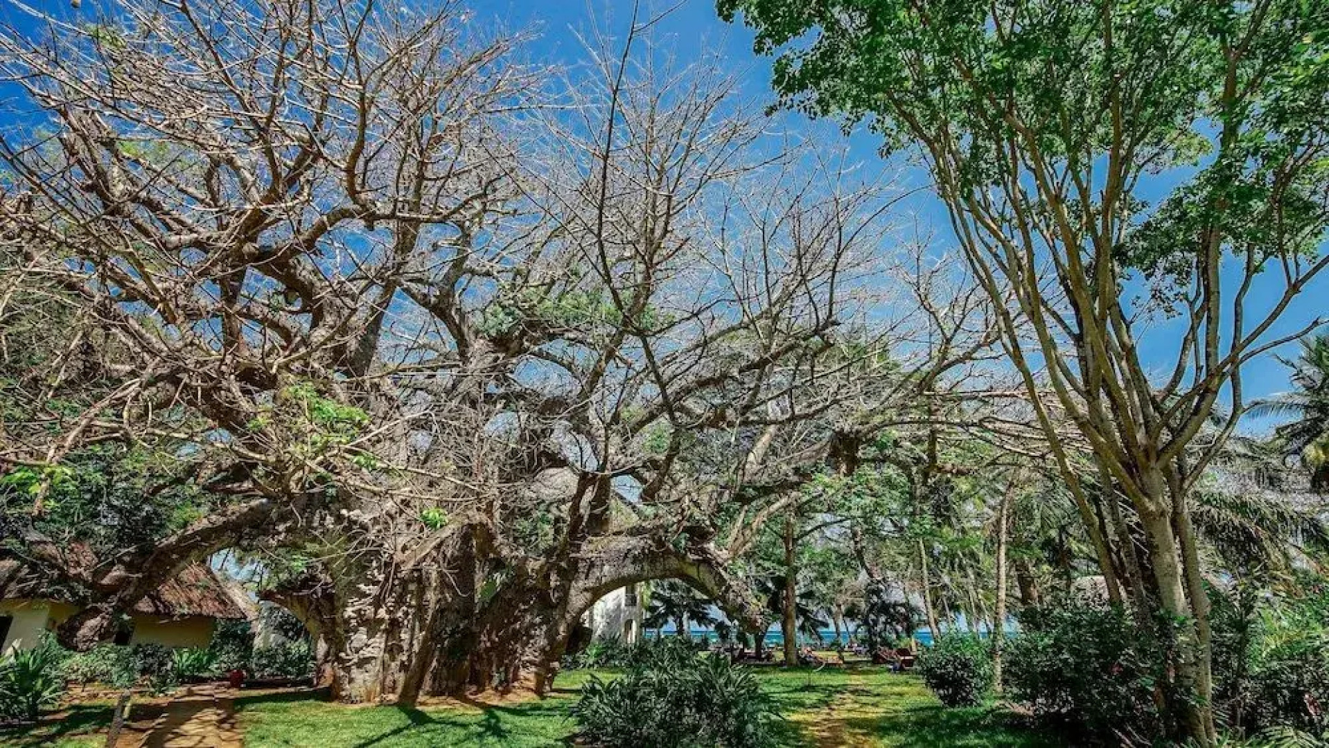 Papillon Lagoon Reef