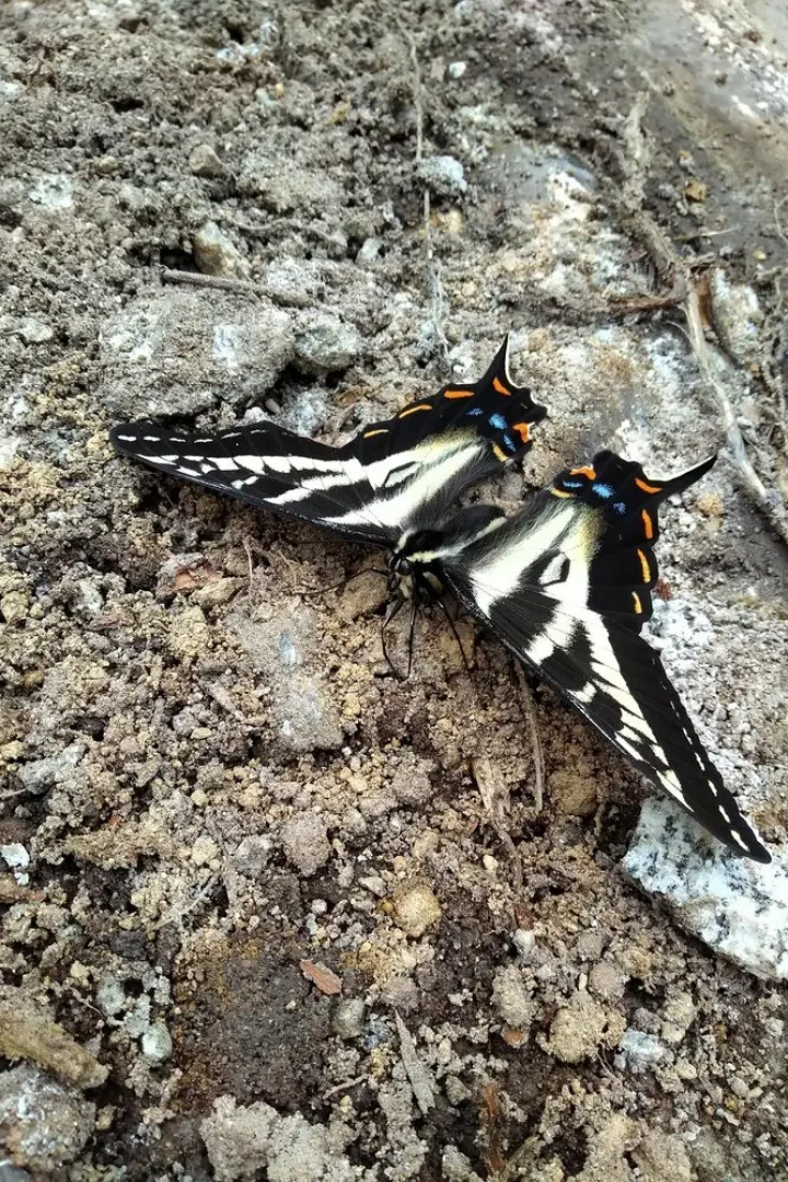 The Cabin at Moon Dance