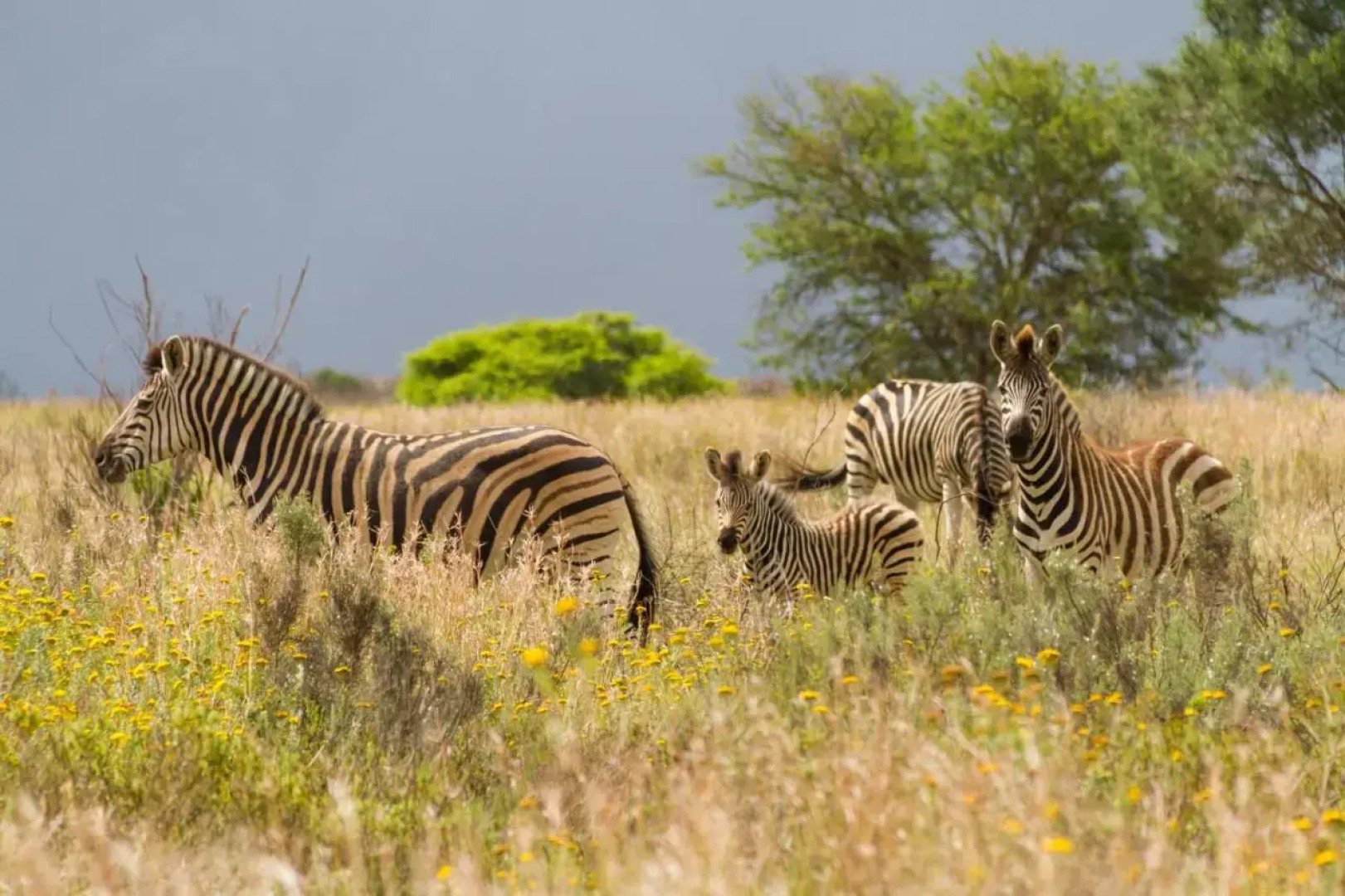 Stonehill River Lodge