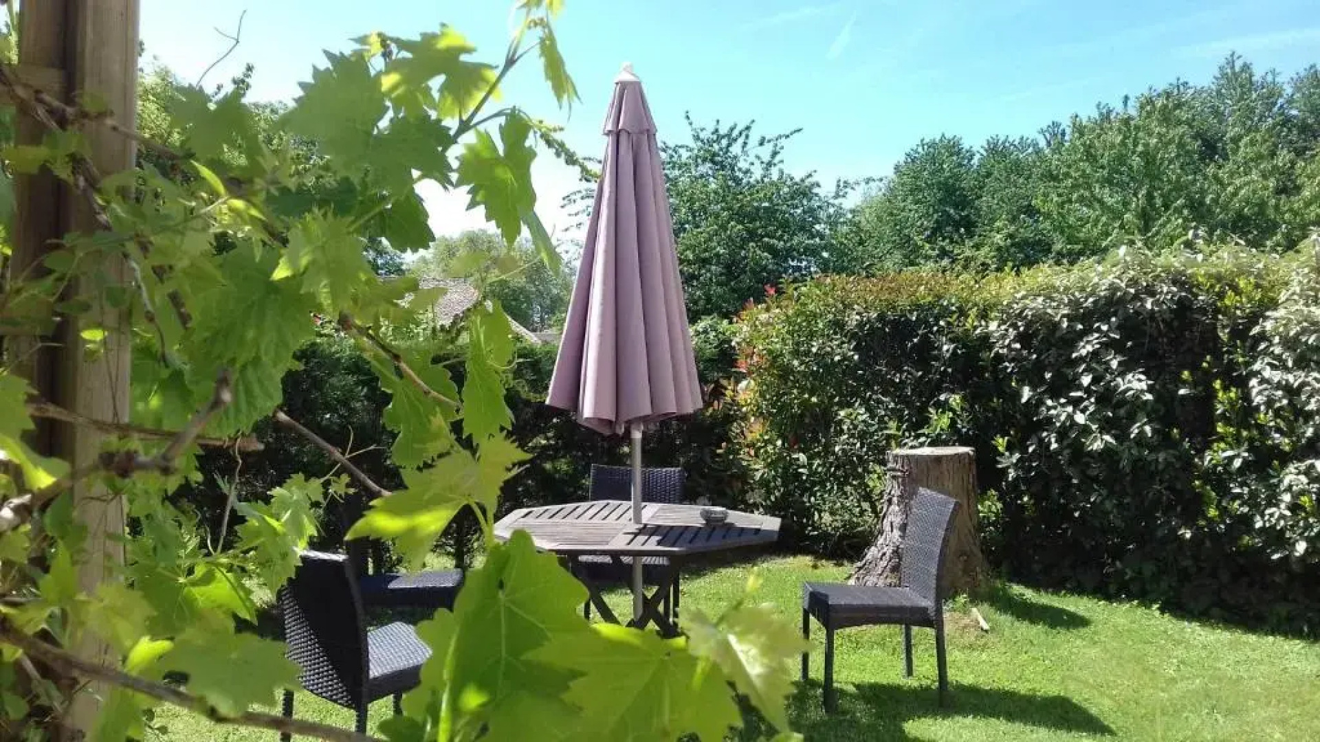 Les Roses Trémières