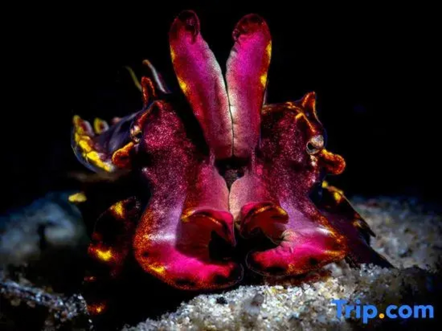 The Three P Beach Resort & Dive Center