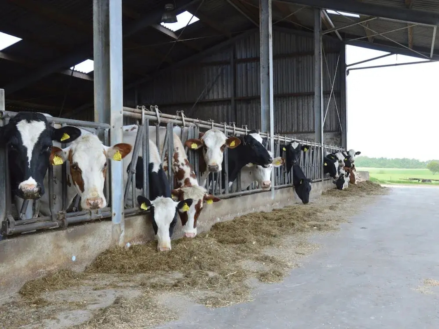 Experience peace and tranquility in a landscape with vast forests