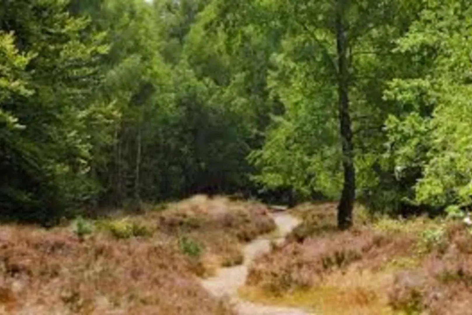 Houten bosvilla met sauna en 2 slaapkamers