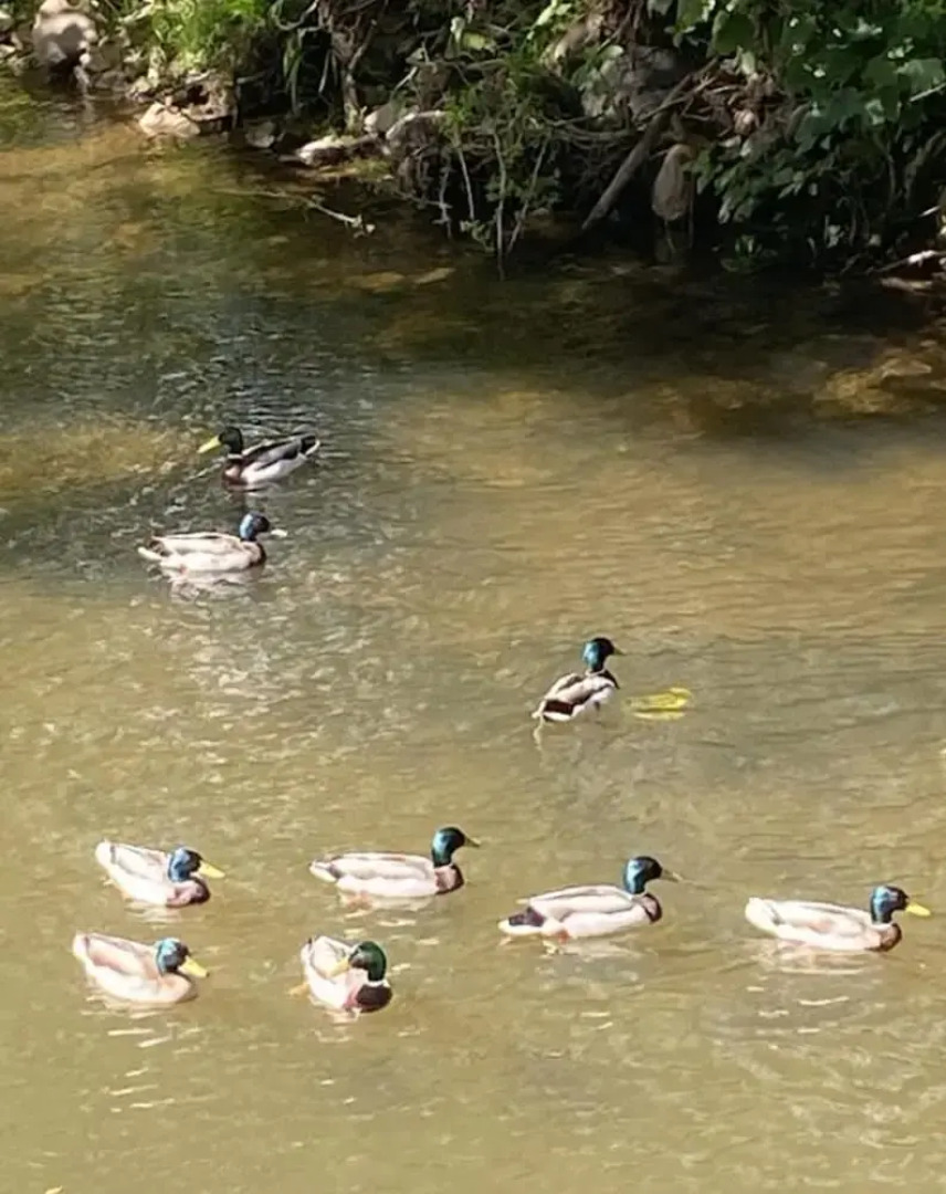 Riverbank Cottage River Ehan, Double Balcony