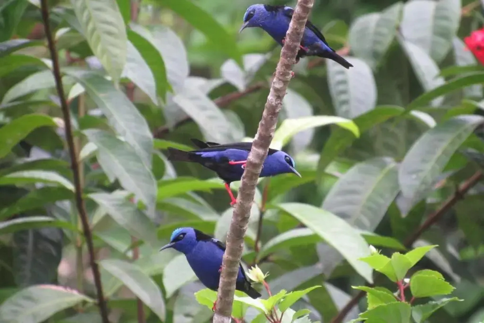 Cabaña El Bien Germina Ya
