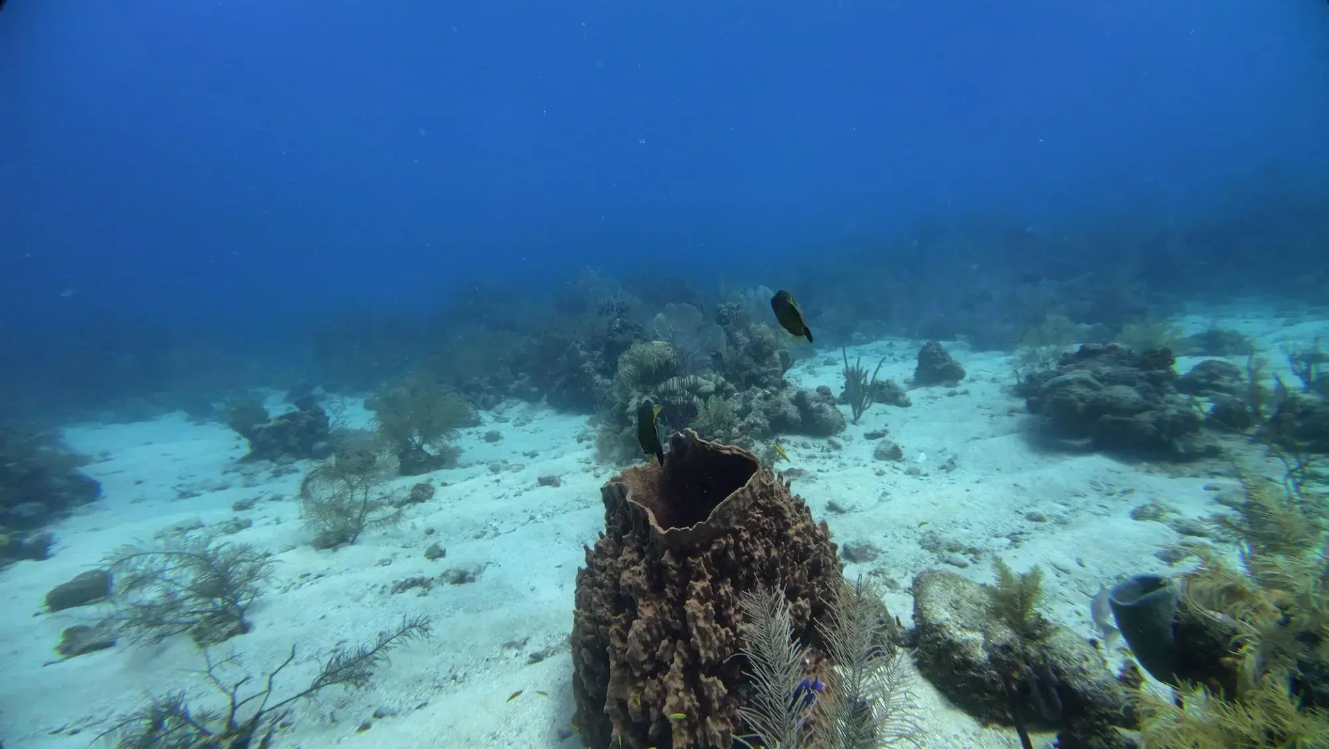 Hotel and Dive Center Roatan Yacht Club