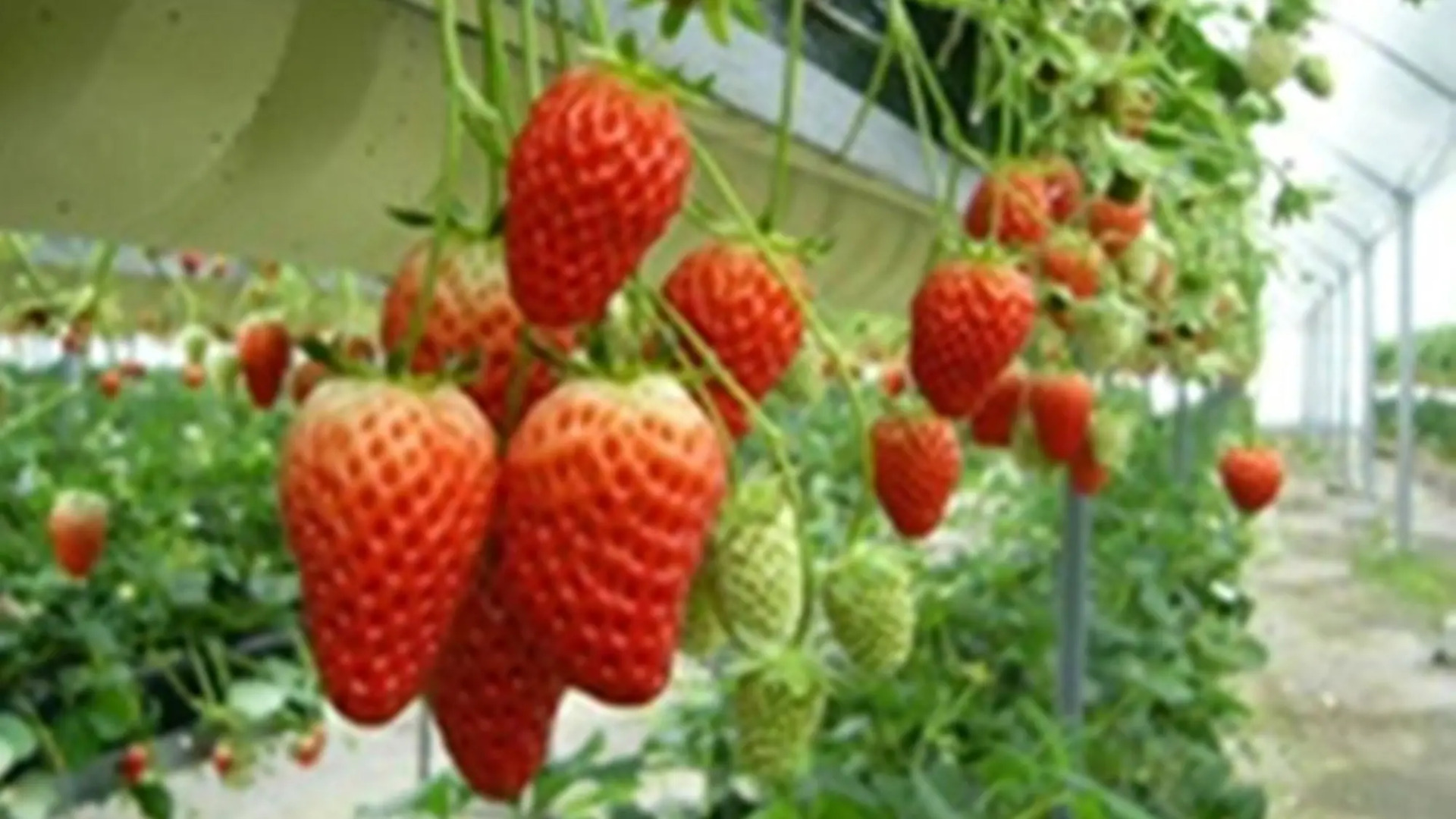 Akame Onsen Sansuien