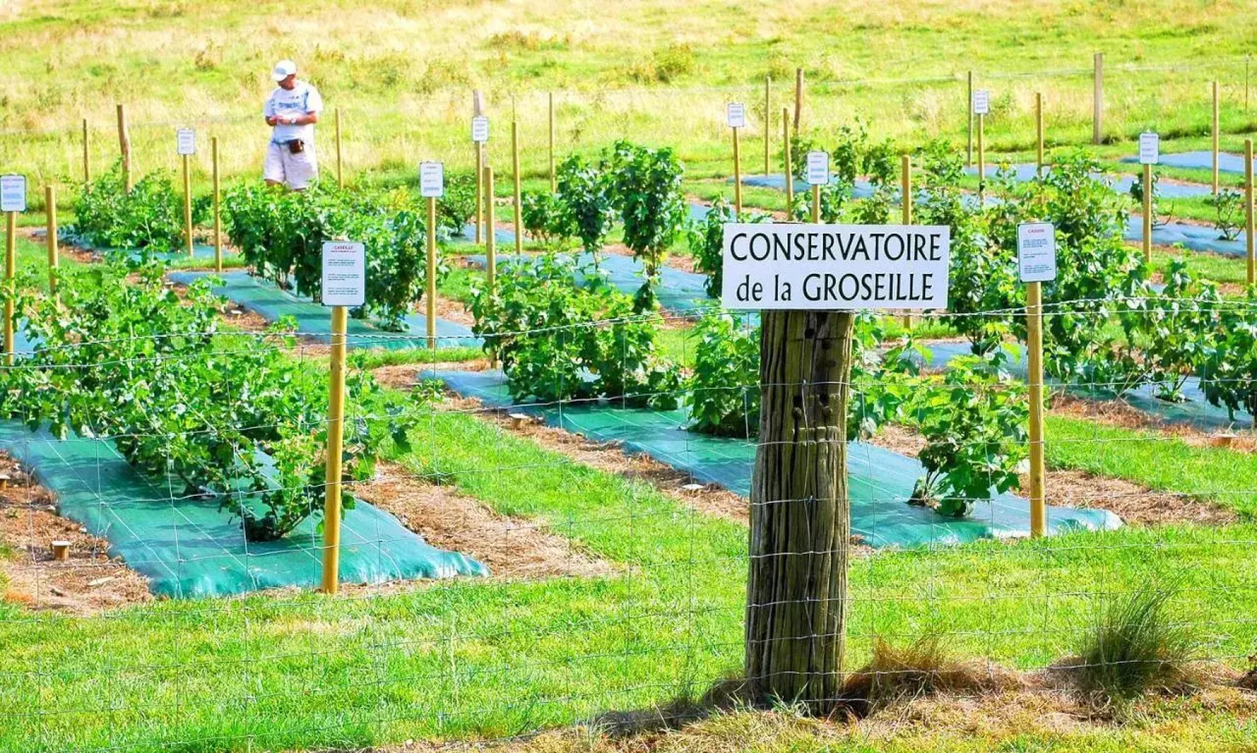 Villa des Groseilliers