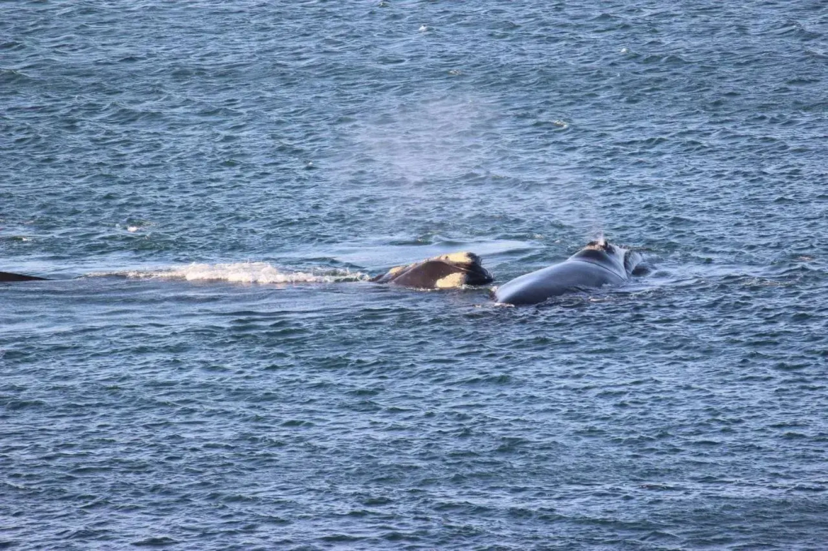 Holiday Home A104 Whale Cove