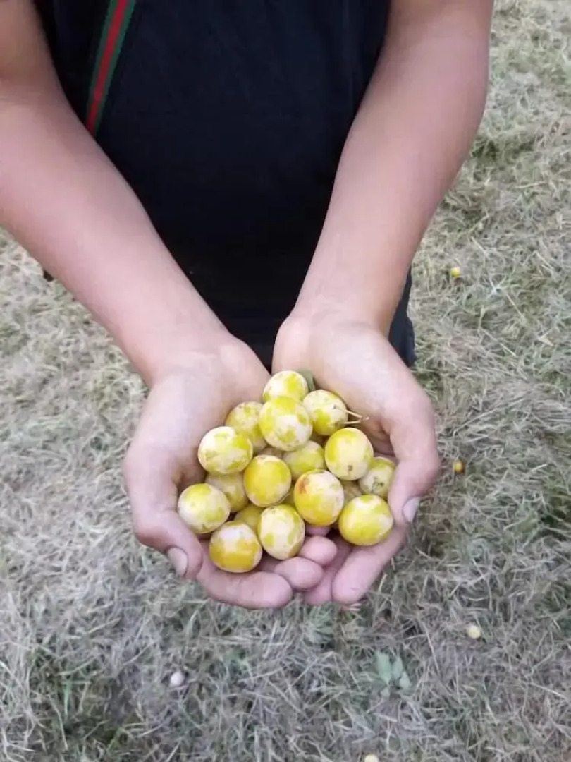 Gite Slow life house