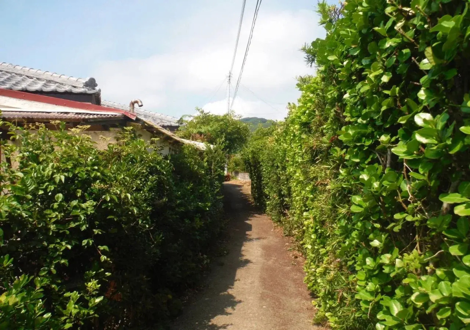 Seaside Guest House Plumeria