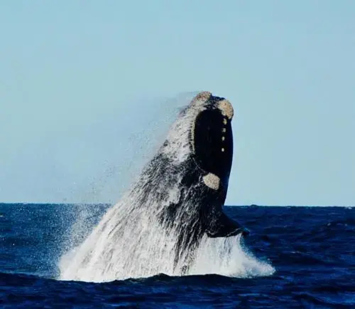 La Casa de la Tia Alicia