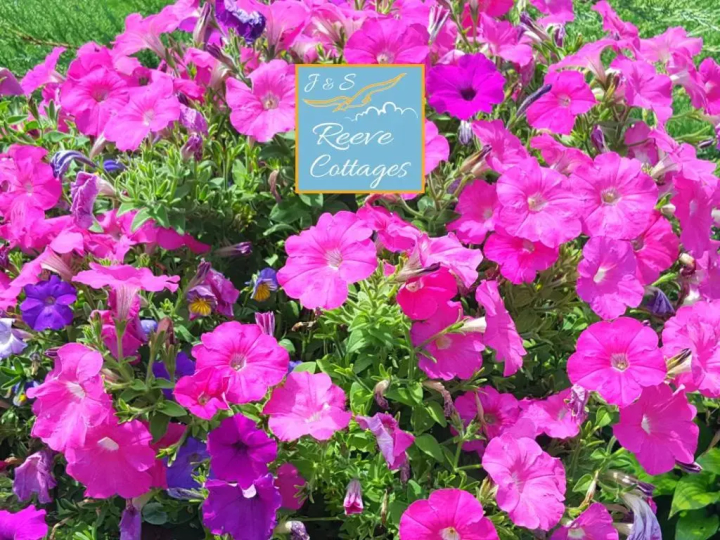 Premier Waterfront Cottage 2