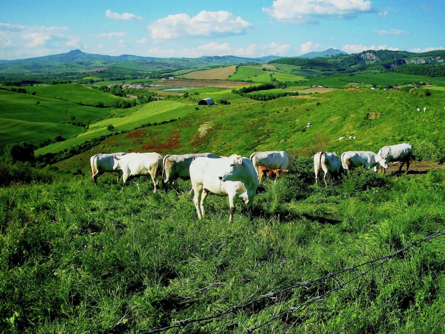Farmhouse in Proceno With Pool