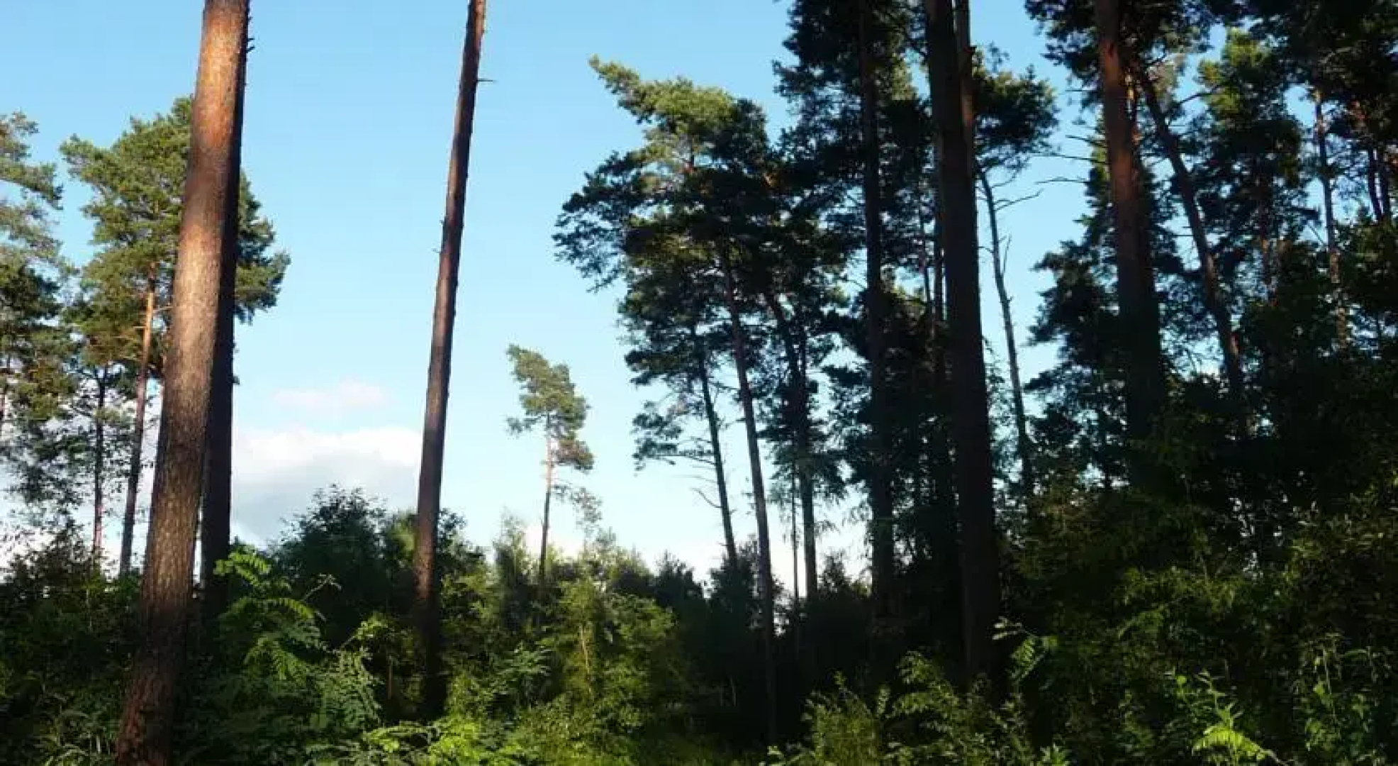 Gospodarstwo Agroturystyczne Leśniczówka
