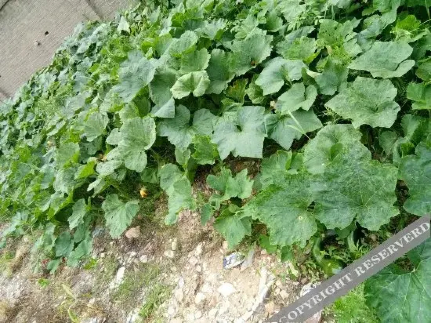 Wu'an Tuanyuan Farmstay