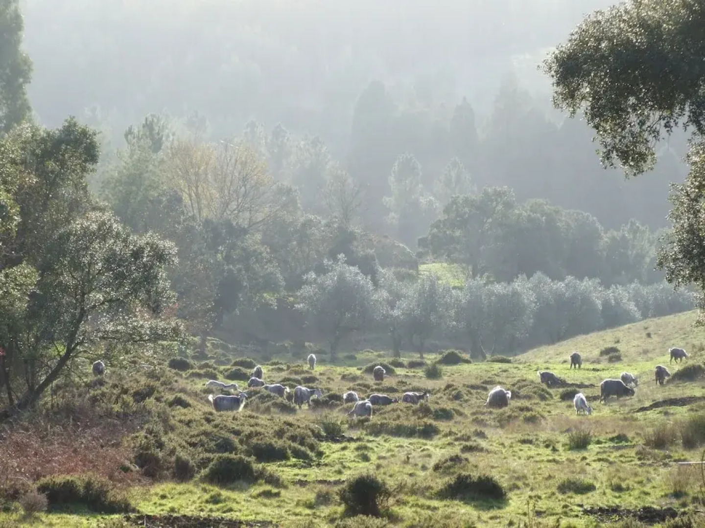 Vumba - The Gorongosa Suite