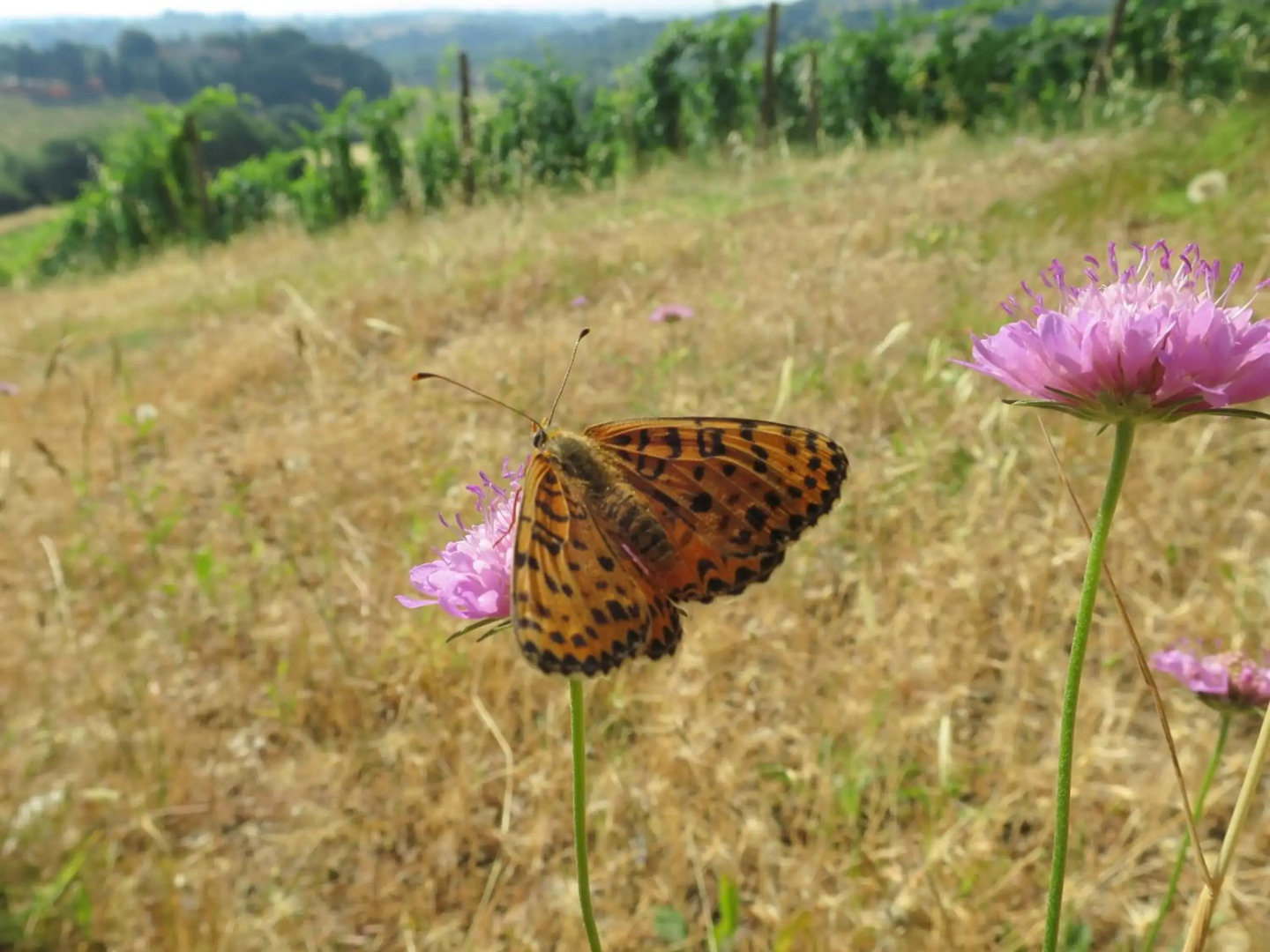 Borgo La Torre alle Tolfe