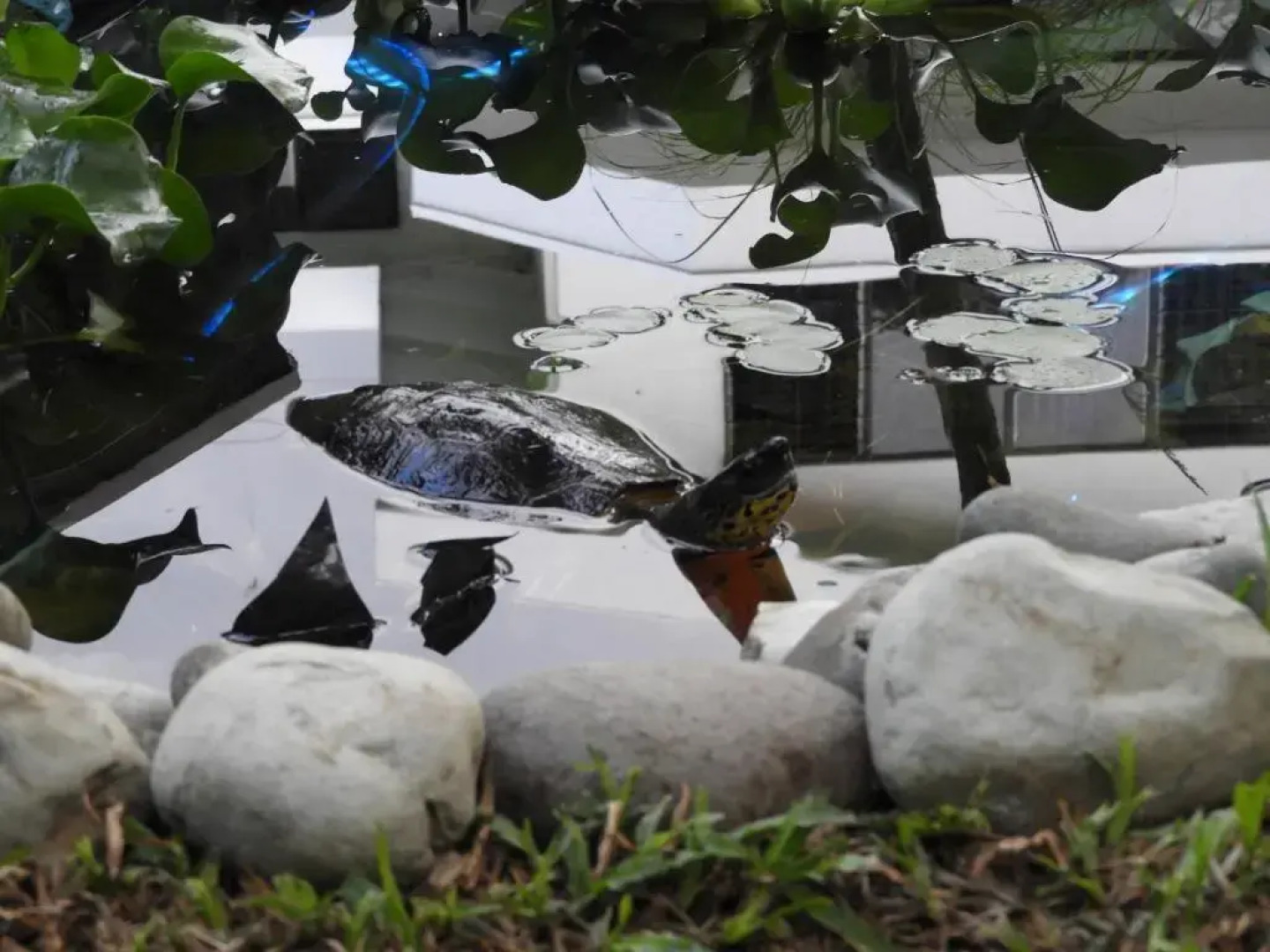 Casa Jardin Del Mango