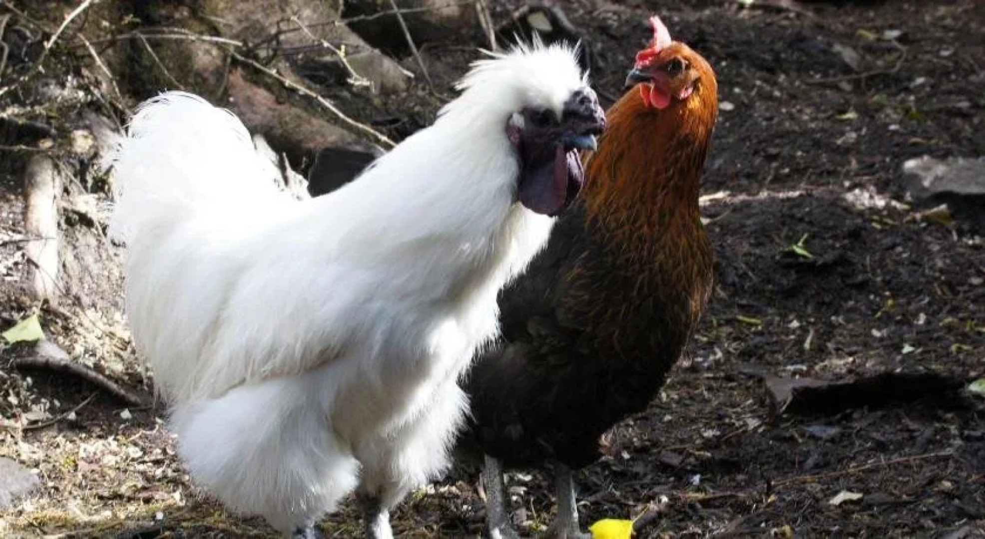 Arfryn House Bed and Breakfast