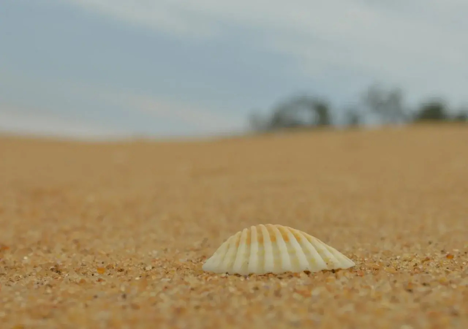 Wild Sands Beach Villa